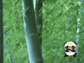 ����鿴