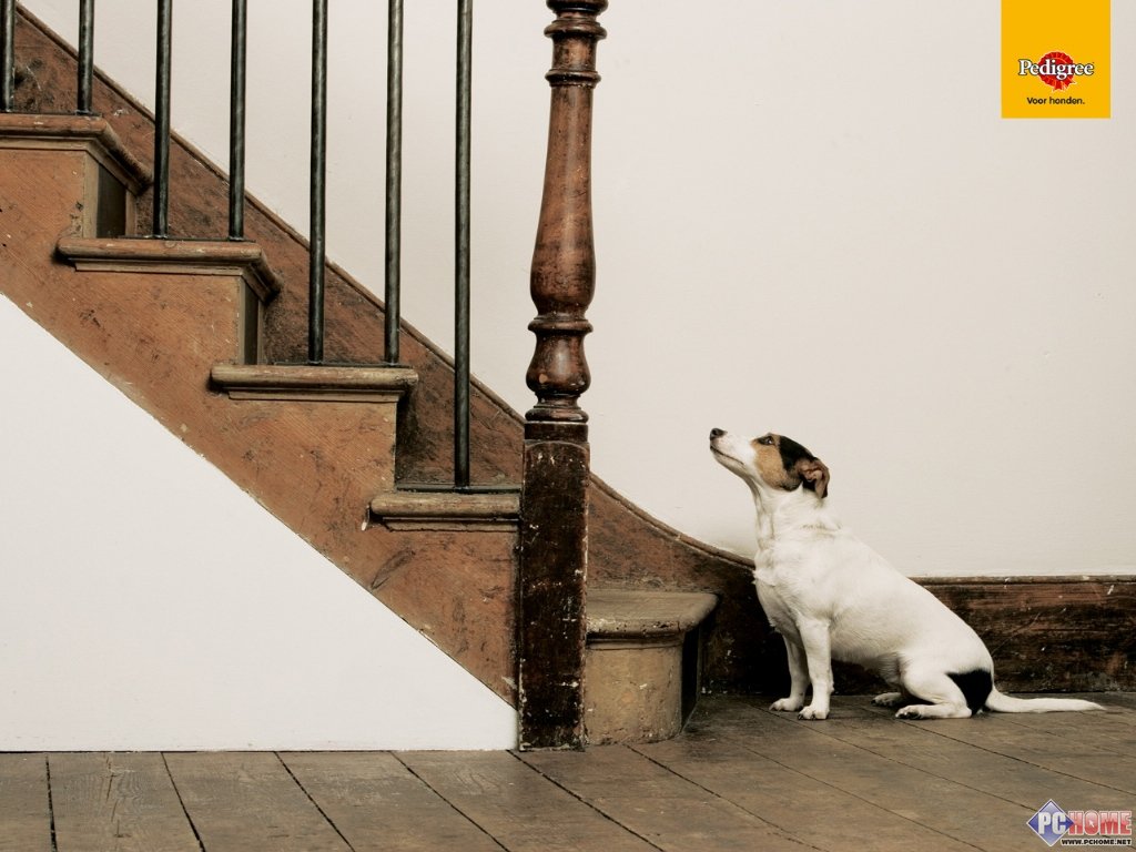 PEDIGREE ���ɰ���������