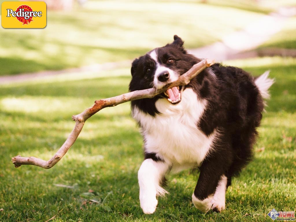 PEDIGREE ���ɰ���������