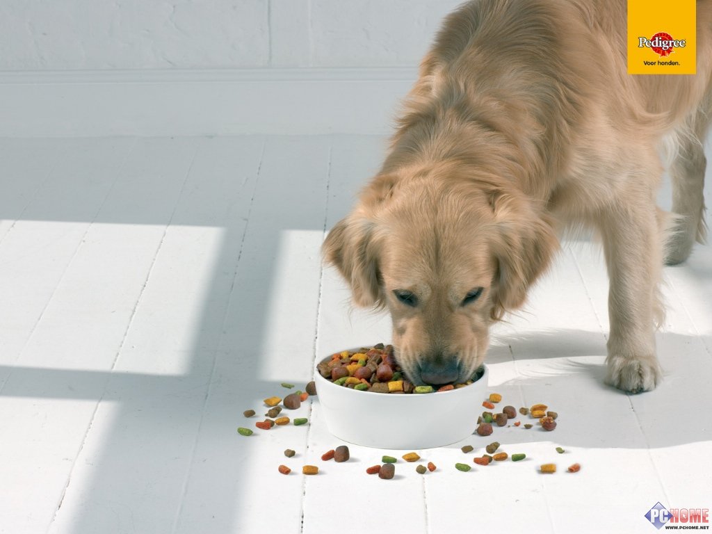 PEDIGREE ���ɰ���������