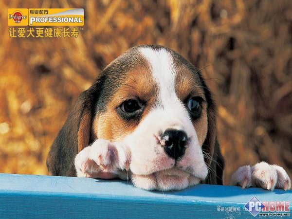 PEDIGREE ���ɰ���������