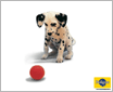 PEDIGREE ���ɰ���������