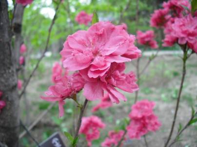 春暖花开带上富士J10在桃花雨中穿行