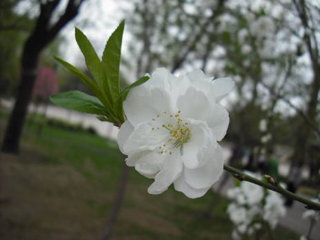 春暖花开带上富士J10在桃花雨中穿行