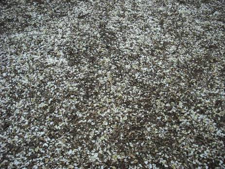 春暖花开带上富士J10在桃花雨中穿行