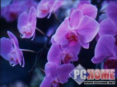 ����NWZ-A826