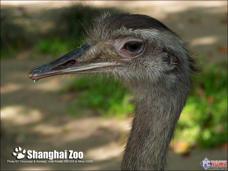������Anneya �´��῵ZOO��������
