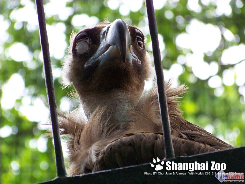 春卷与Anneya 柯达尼康ZOO情侣外拍