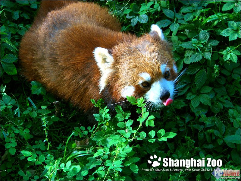 春卷与Anneya 柯达尼康ZOO情侣外拍