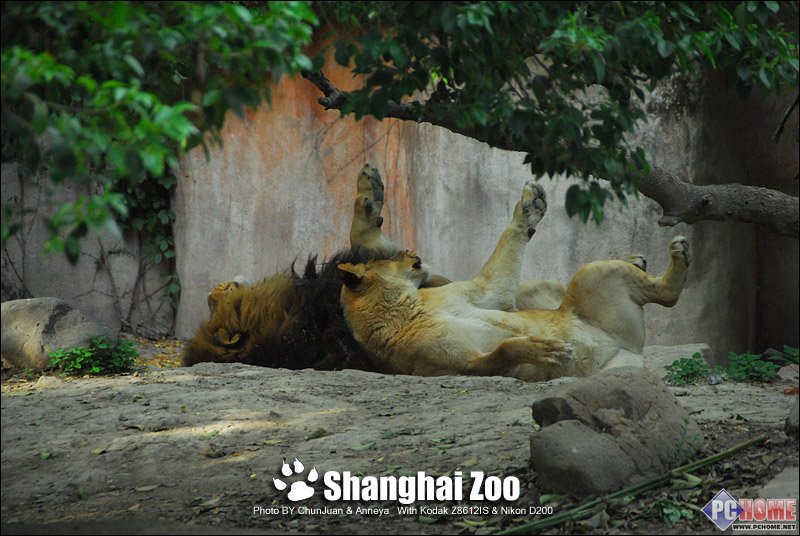 ������Anneya �´��῵ZOO��������