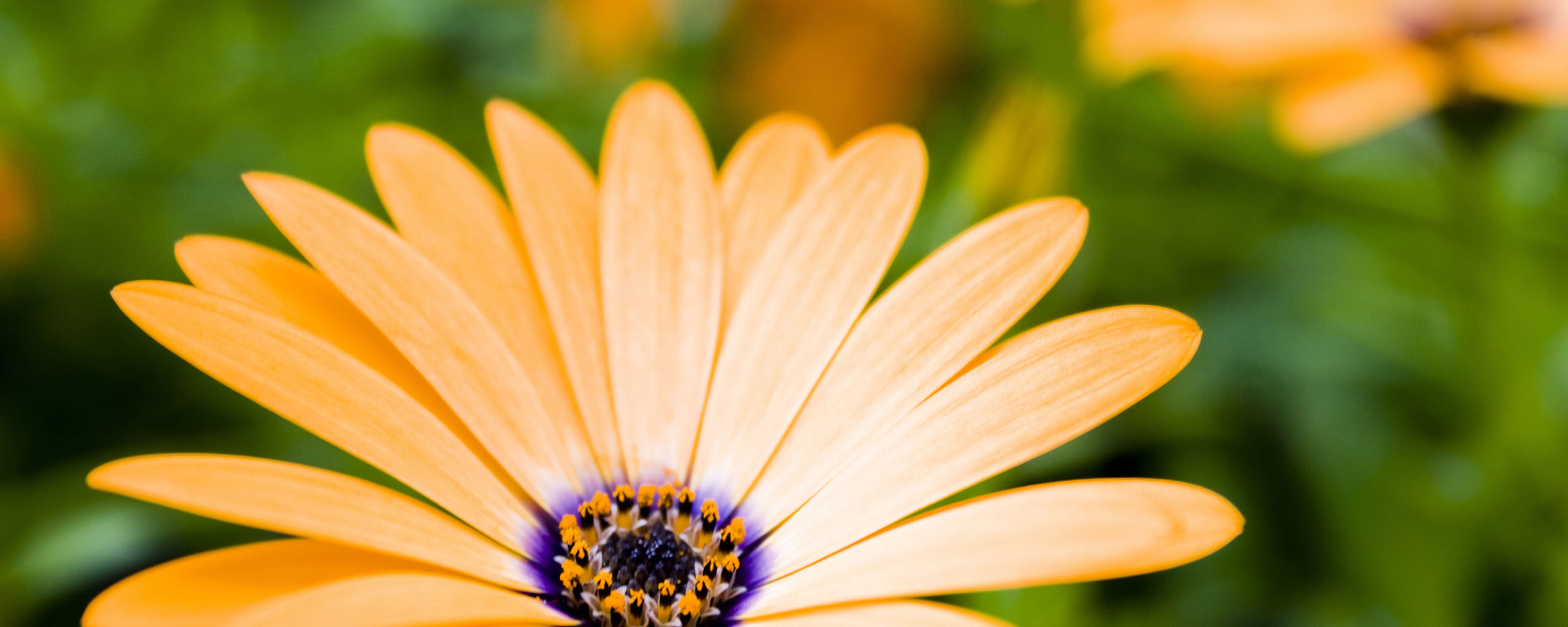 רҵ�ر� 2560X1024˫����ʾ����ֽ
