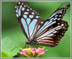 �ž�Ұ��� ����E520��˫���ɵڶ�ҹ