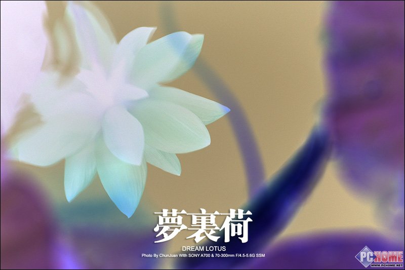 梦里荷 春卷索尼70-300mmG SSM试拍