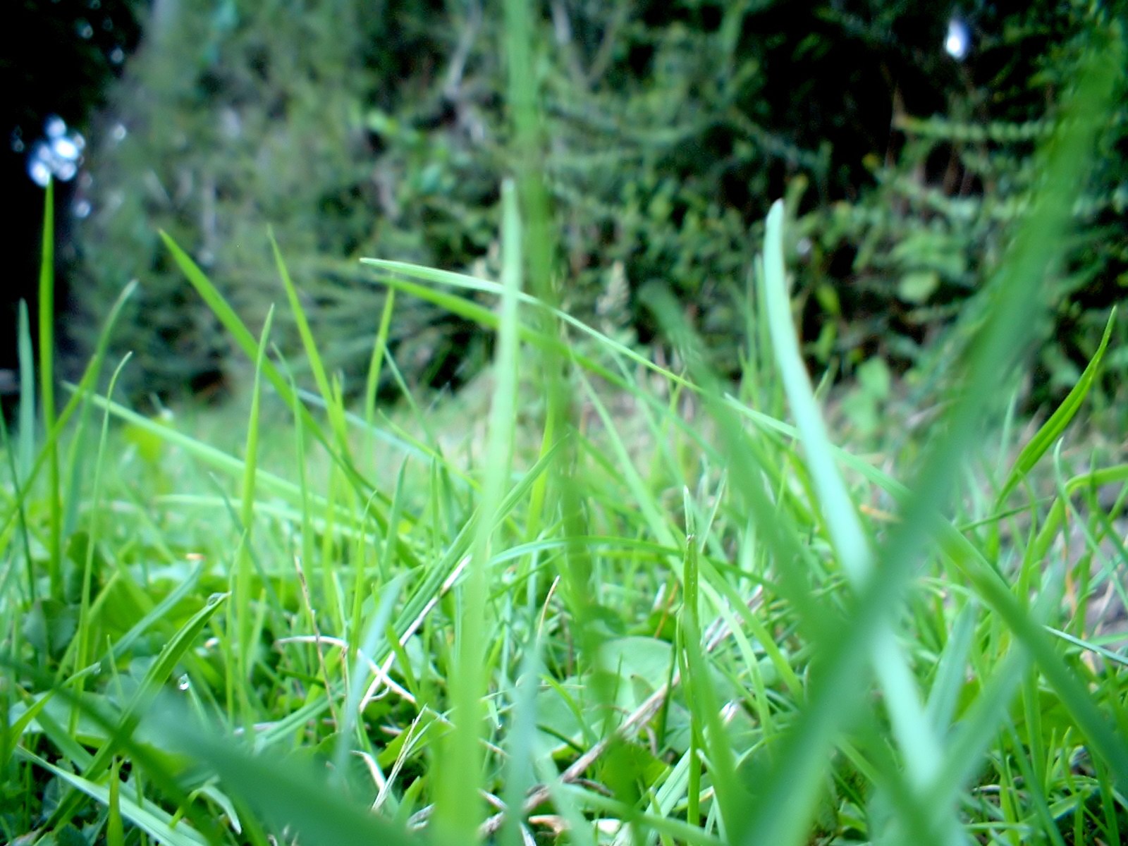 Vista������ֲ�ﾫѡ��ֽ����