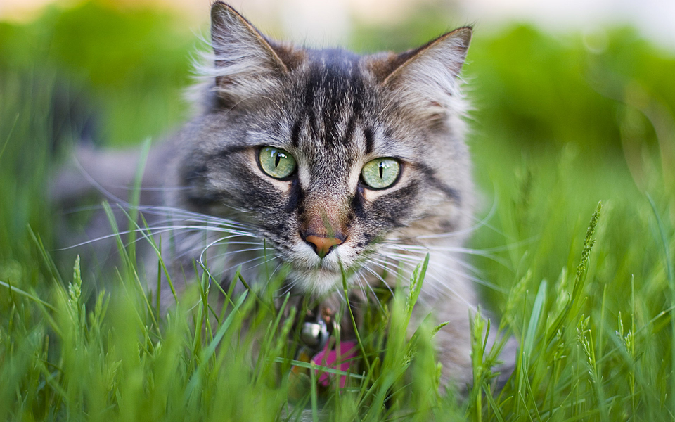 可爱动物精选 猫咪写真宽屏壁纸 01辑
