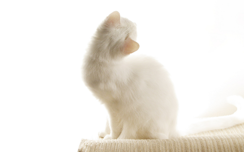 可爱动物精选 猫咪写真宽屏壁纸 01辑