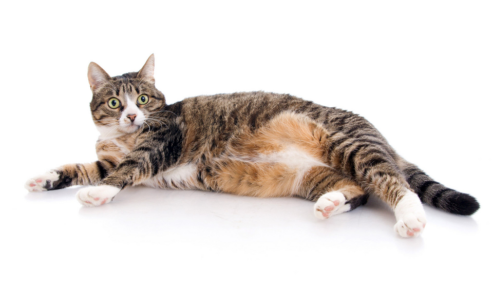 可爱动物精选 猫咪写真宽屏壁纸 01辑