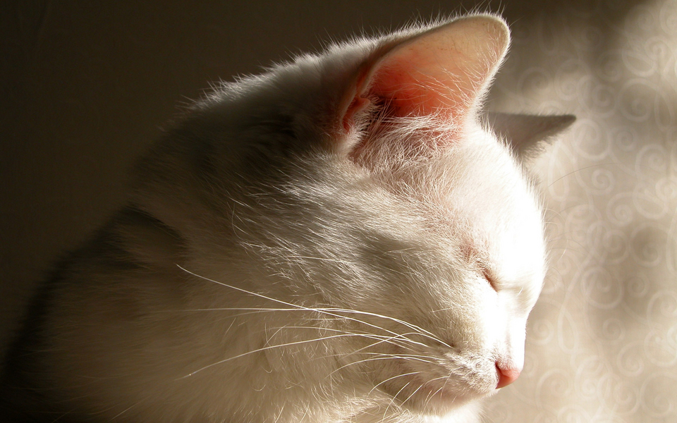 可爱动物精选 猫咪写真宽屏壁纸 01辑