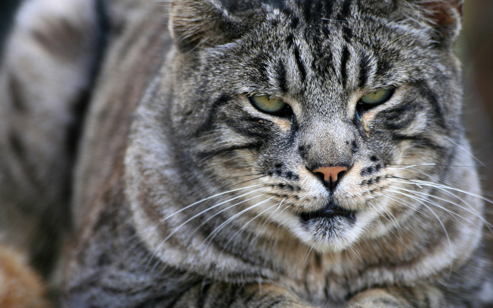 可爱动物精选 猫咪写真宽屏壁纸 01辑
