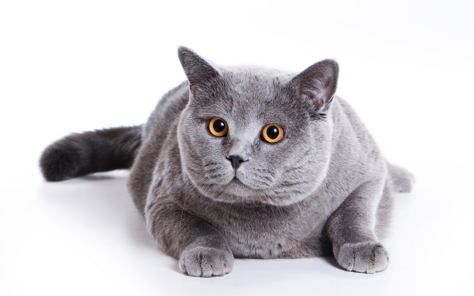 可爱动物精选 猫咪写真宽屏壁纸 01辑