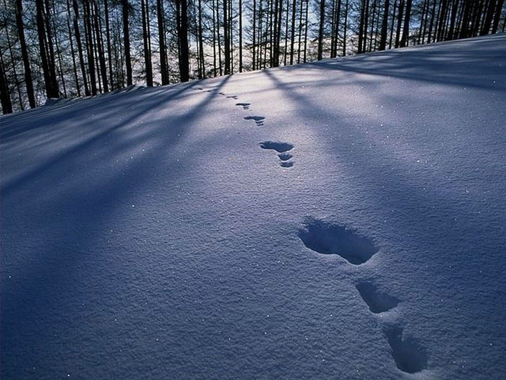 精心收集的雪景壁纸10张