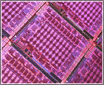 ��о��սATI HD4850�Կ�Ȩ����������