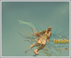 NBA��ʿ��2009��������ֽ 02
