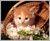 �ɰ�è��д��ϵ�� ��һ��