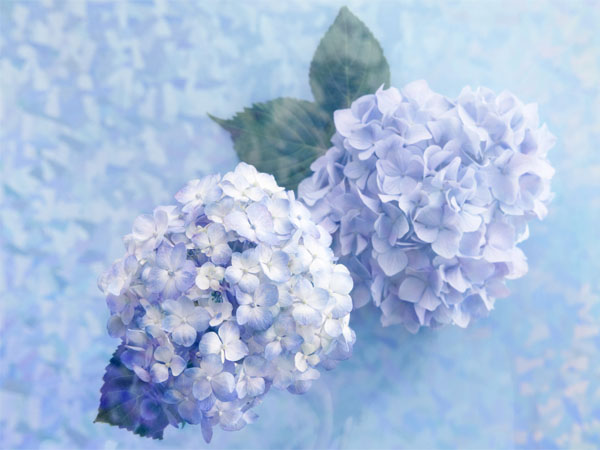 ��ܰ���շ��滨�ܱ�ֽ 02