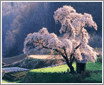 The Best of Nature �������ֽ 04