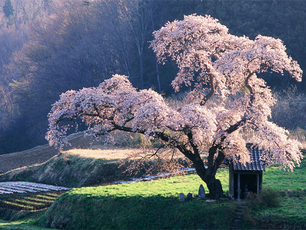 The Best of Nature �������ֽ 04