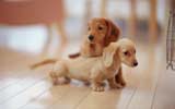 �ɰ����ﹷ�� ��������Ȯ������ֽ��