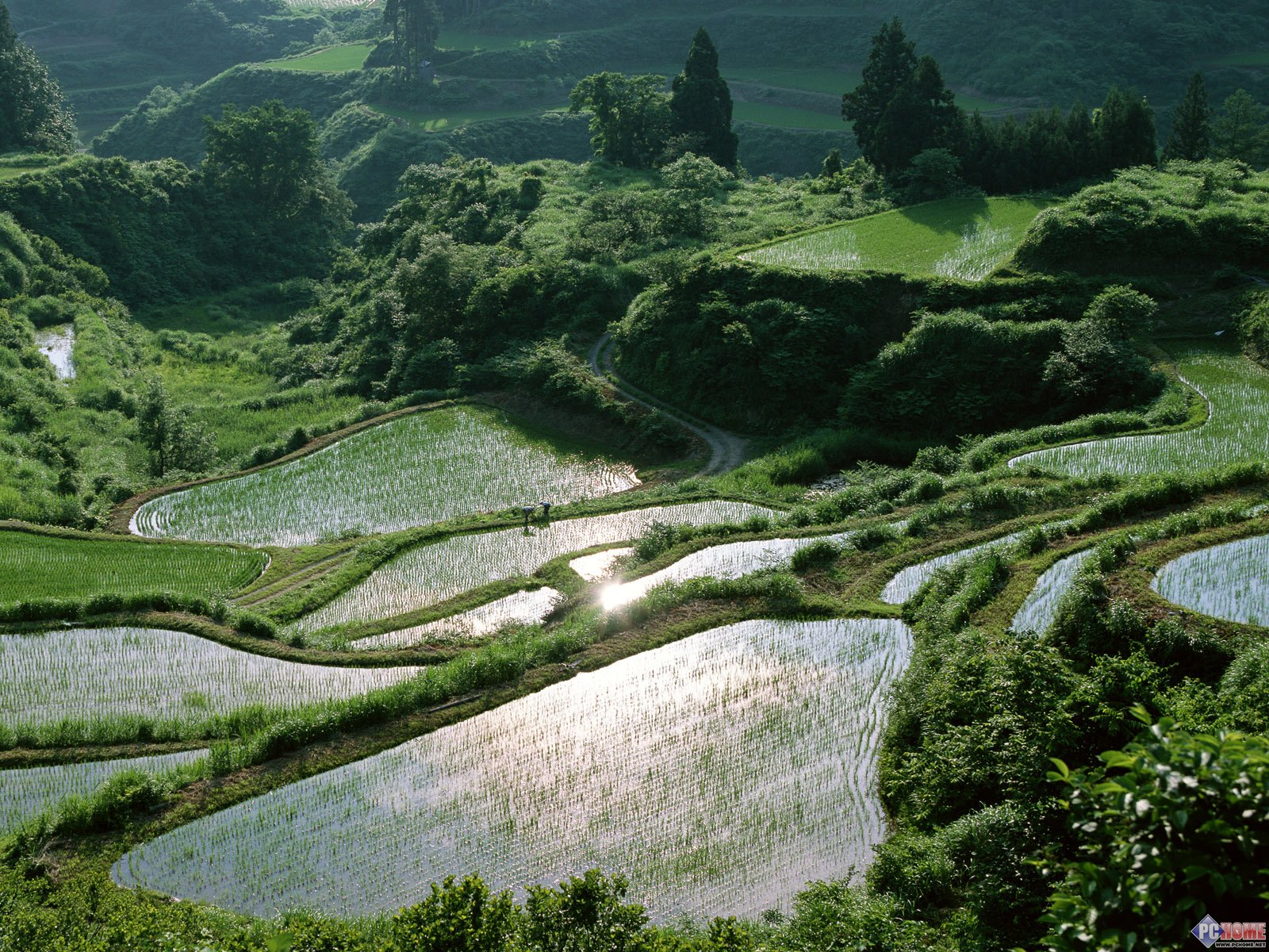 田野麦浪屏保_动物自然图7_电脑之家pchome.net